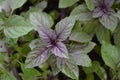 Ocimum basilicum. Fragrant herb, spices. Basil Royalty Free Stock Photo