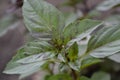 Ocimum basilicum. Fragrant herb, spices. Basil Royalty Free Stock Photo