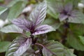 Ocimum basilicum. Fragrant herb, spices. Basil Royalty Free Stock Photo