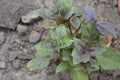 Ocimum basilicum. Fragrant herb, spices. Basil Royalty Free Stock Photo