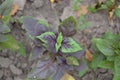 Ocimum basilicum. Fragrant herb, spices. Basil Royalty Free Stock Photo
