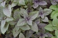 Ocimum basilicum. Fragrant herb, spices. Basil Royalty Free Stock Photo