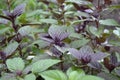 Ocimum basilicum. Fragrant herbs, spices, herb garden. Aromatic herbs Royalty Free Stock Photo