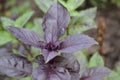 Ocimum basilicum. Fragrant herbs, spices, herb garden. Aromatic herbs