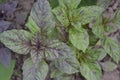 Ocimum basilicum. Fragrant herbs, spices, herb garden. Aromatic herbs Royalty Free Stock Photo