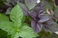 Ocimum basilicum. Fragrant herbs, spices, herb garden. Aromatic herbs Royalty Free Stock Photo