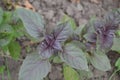 Ocimum basilicum. Fragrant herbs, spices, herb garden. Aromatic herbs Royalty Free Stock Photo