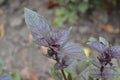 Ocimum basilicum. Fragrant herbs, spices, herb garden. Aromatic herbs Royalty Free Stock Photo