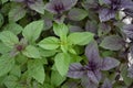 Ocimum basilicum. Fragrant herbs, spices, herb garden. Aromatic herbs Royalty Free Stock Photo