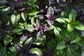 Ocimum basilicum. Fragrant herbs, spices, herb garden. Aromatic herbs Royalty Free Stock Photo