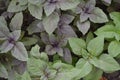 Ocimum basilicum. Fragrant herbs, spices, herb garden. Aromatic herbs Royalty Free Stock Photo