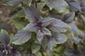 Gren and purple leaves of Ocimum basilicum purpurascens Royalty Free Stock Photo