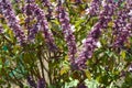 Ocimum basilicum in the vegetable garden