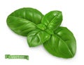 Ocimum, cooking basil. 3d realistic food illustration. Vector object