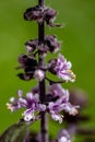 Ocimum kilimandscharicum flower growing in meadow, close up