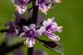 Ocimum kilimandscharicum flower growing in meadow, close up