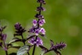 Ocimum kilimandscharicum flower growing in meadow, close up