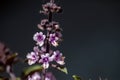 Ocimum kilimandscharicum flower growing in meadow, close up