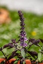 Ocimum kilimandscharicum flower growing in meadow, close up