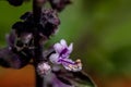 Ocimum kilimandscharicum flower growing in meadow, close up