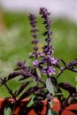 Ocimum kilimandscharicum flower growing in meadow, close up