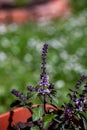 Ocimum kilimandscharicum flower growing in meadow, close up