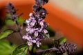 Ocimum kilimandscharicum flower growing in meadow, close up