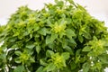 Ocimum minimum plant Royalty Free Stock Photo