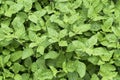 Ocimum Sanctum basil leaves in the garden background. Green Holy basil leaf or Ocimum Tenuiflorum tree plant. ( LABIATAE