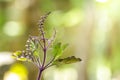 ocimum sanctum with blooming in garden,holy basil.