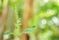 ocimum sanctum with blooming in garden,holy basil.