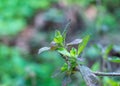 Ocimum sanctum or Holy basil