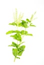 Ocimum sanctum Royalty Free Stock Photo