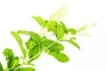 Ocimum sanctum Royalty Free Stock Photo