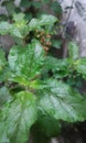 Ocimum tenuiflorum basil plant or tulsi