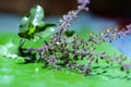 Holy basil or tulsi