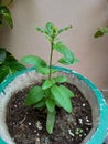 Tulasi plant