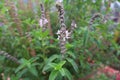 Ocimum tenuiflorum leaf with the water drops in the garden Royalty Free Stock Photo