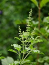 Ocimum tenuiflorum Royalty Free Stock Photo