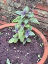 Ocimum tenuiflorum, potted purple leaf. Royalty Free Stock Photo