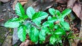 Ocimum tenuiflorum - Small Thulsi plant in India Royalty Free Stock Photo