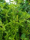 Ocimum tenuiflorum & x28;daun ruku ruku& x29;, plants that can be consumed and used as herbal medicines.