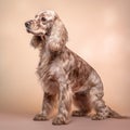 ocker spaniel in full length, photography, studio photo. AI generated Royalty Free Stock Photo