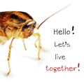 ÃÂ¡ockroach macro isolated on a white background with the words Hello Let`s live together