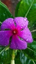 The 4 Oclock flower with some rain drops Royalty Free Stock Photo