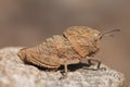 Ocnerodes fallaciosus grasshopper with vestigial wings with a mimicry that makes them look like a stone or a twig