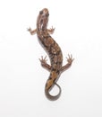 Ocoee Salamander (Desmognathus ocoee)