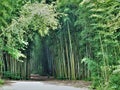 Oconaluftee Islands Park Bamboo Trail Royalty Free Stock Photo