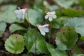 Oconee Bell Wildflower Devils Fork State Park SC Royalty Free Stock Photo