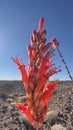 Ocotilla spring blooming in the hot dry desert Royalty Free Stock Photo